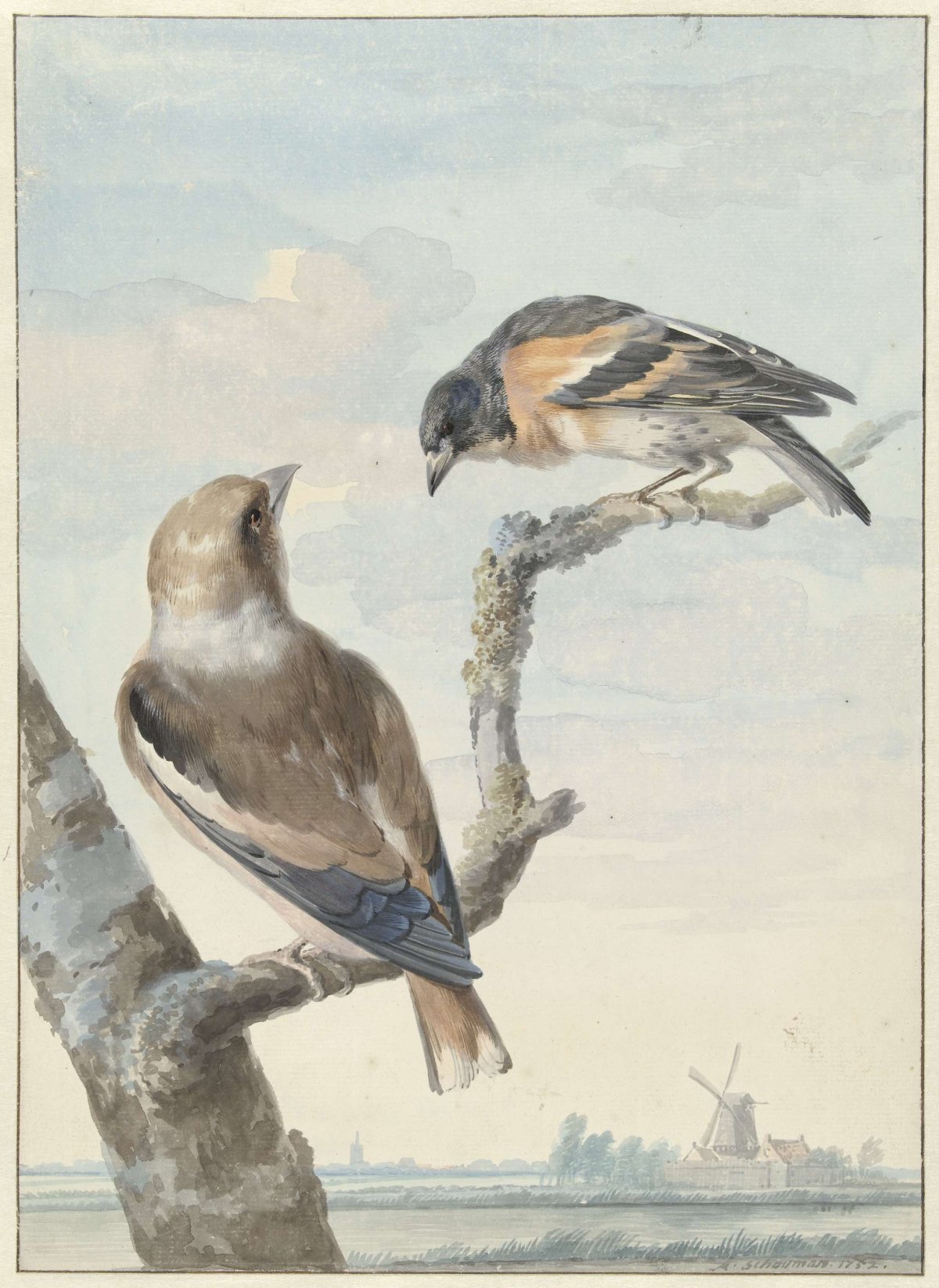 Two birds: an apple finch (Coccothraustes coccothraustes) and a keeper (Fringilla montifringilla), Aert Schouman, 1752