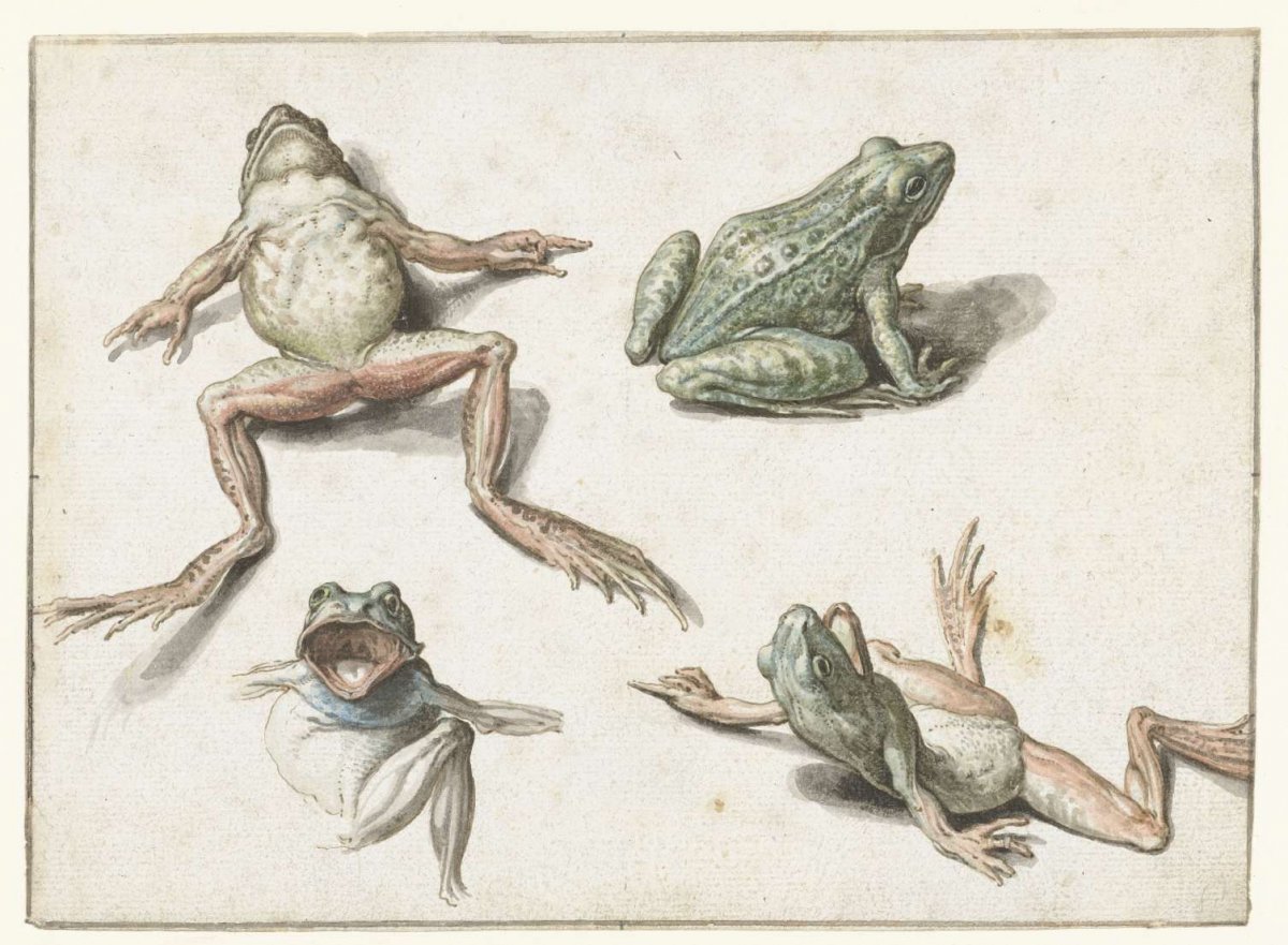 Four studies of a frog, Jacques de Gheyn (II), 1600 - 1604