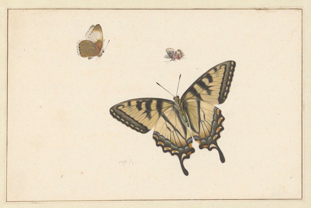 Three Butterflies, Herman Henstenburgh, c. 1683 - c. 1726