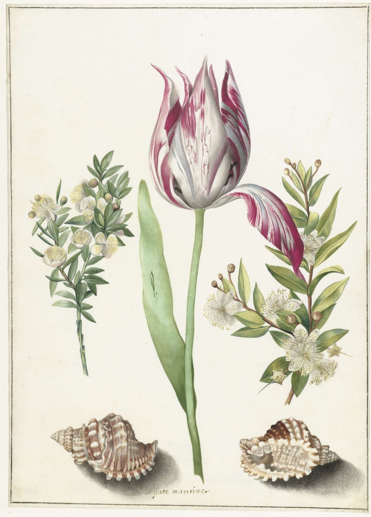 Tulip, Two Branches of Myrtle and Two Shells, Maria Sibylla Merian, 1657 - 1717