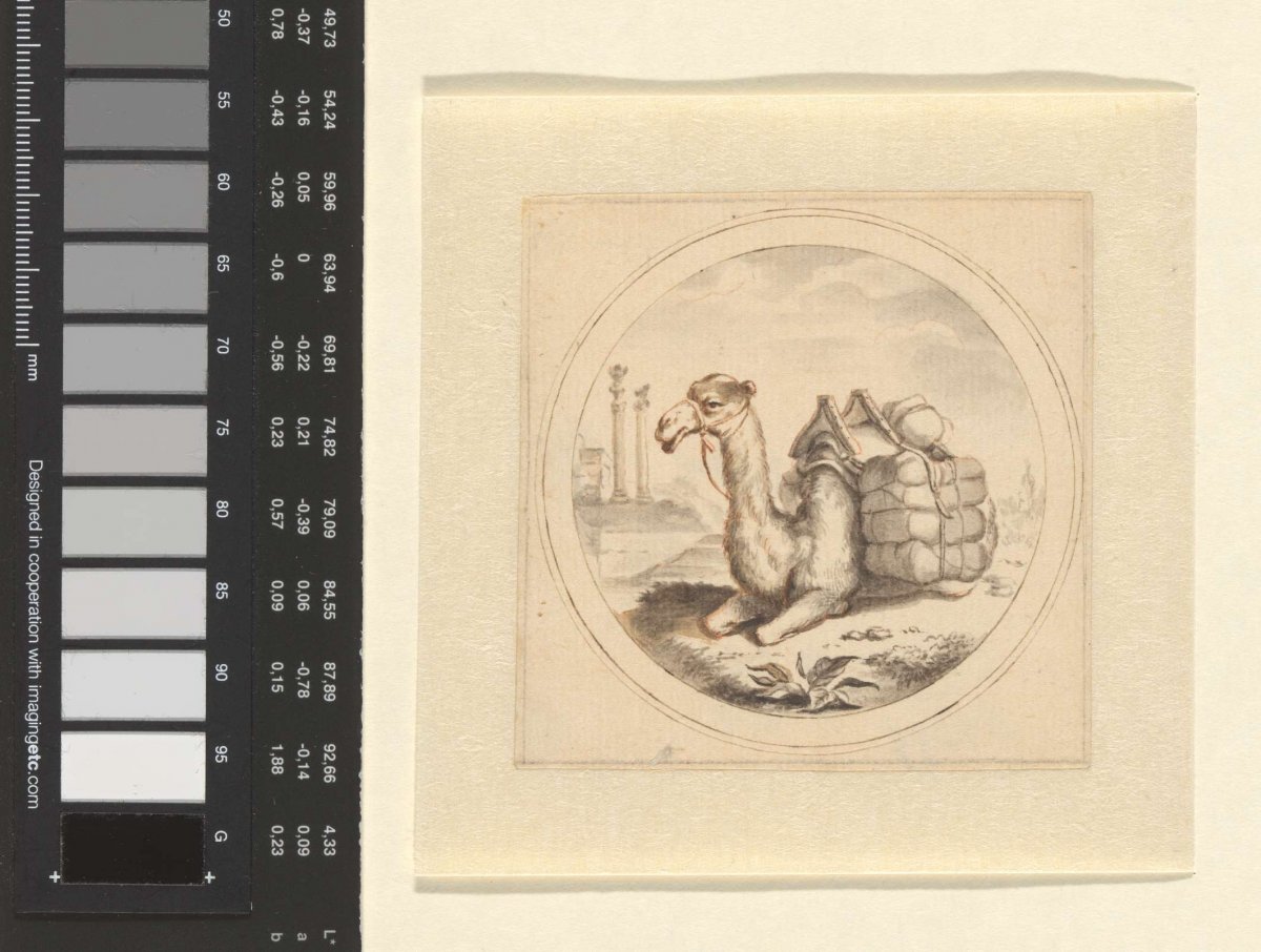 A Camel, Arnold Houbraken, 1670 - 1719