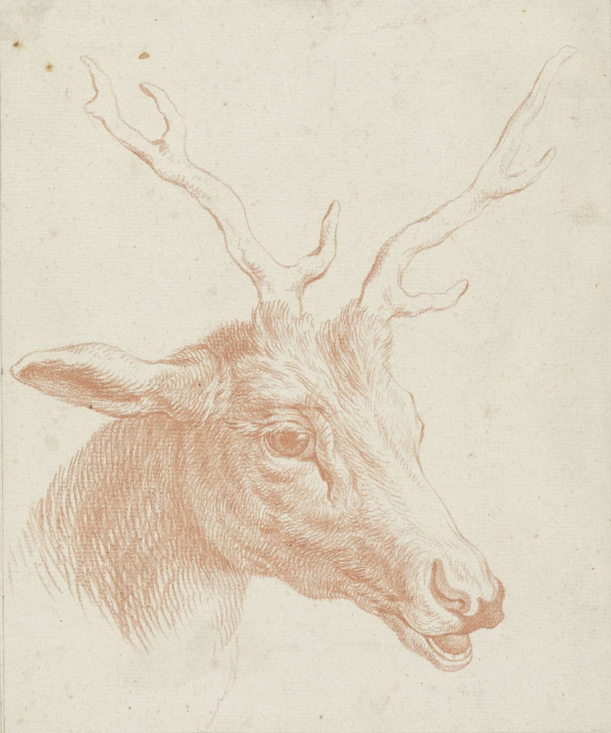 Head of a deer, Johann Elias Ridinger, 1708 - 1767