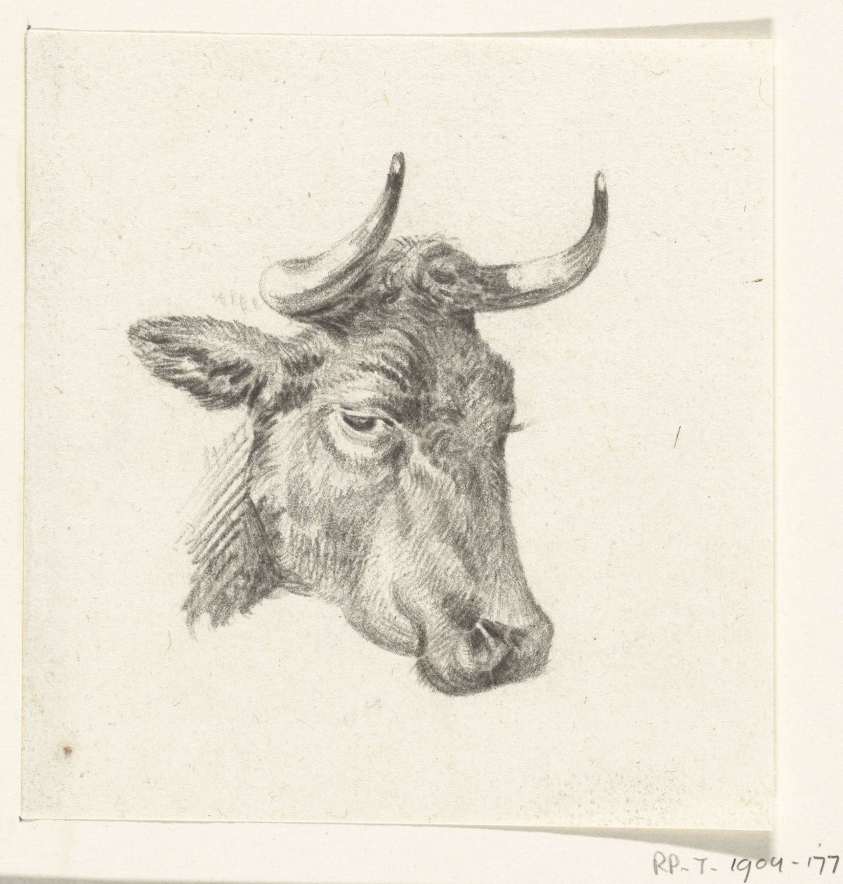 Head of a cow, Jean Bernard, 1775 - 1833