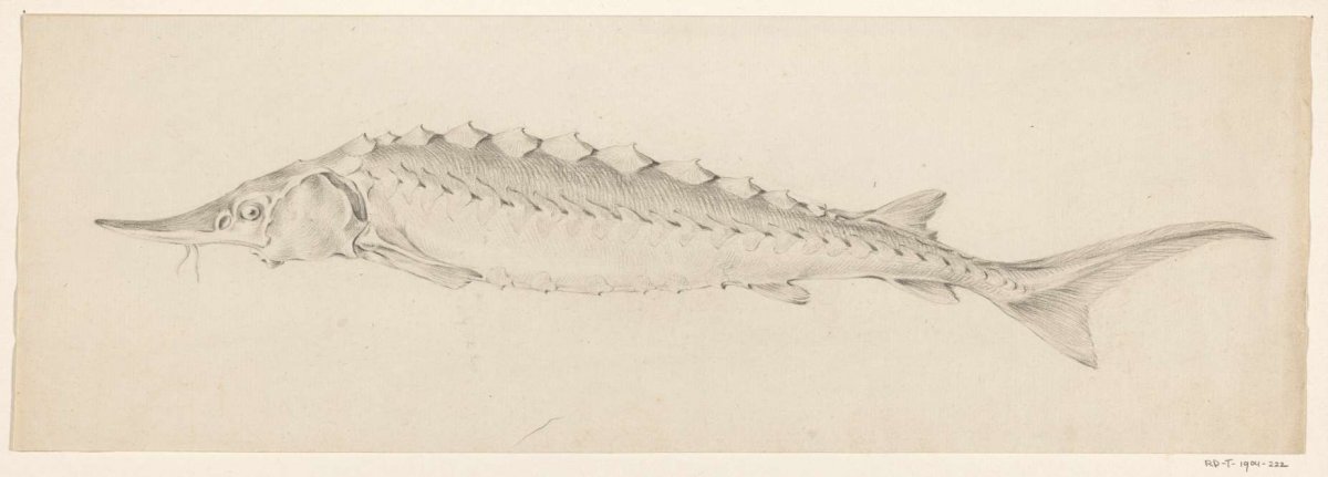 Fish, to the left, Jean Bernard, 1775 - 1833