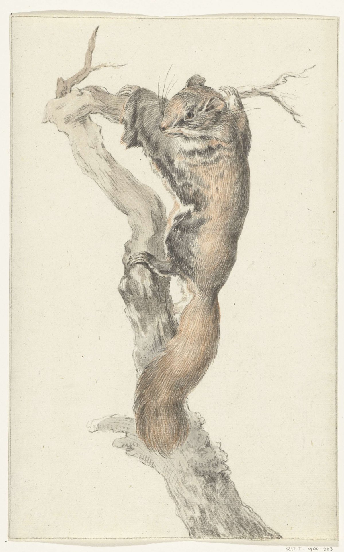 Flying squirrel, on a branch, Jean Bernard, 1775 - 1833