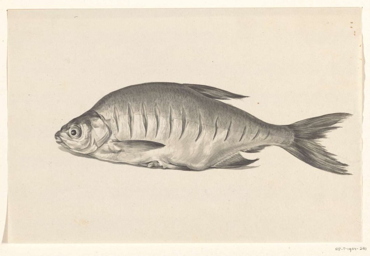 Fish, lying to the left, with indentations, Jean Bernard, 1775 - 1833