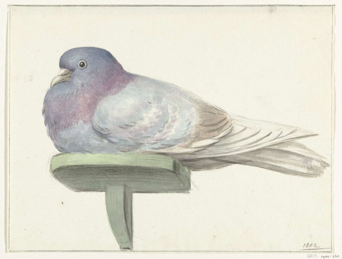 Dove, sitting on a shelf, Jean Bernard, 1802