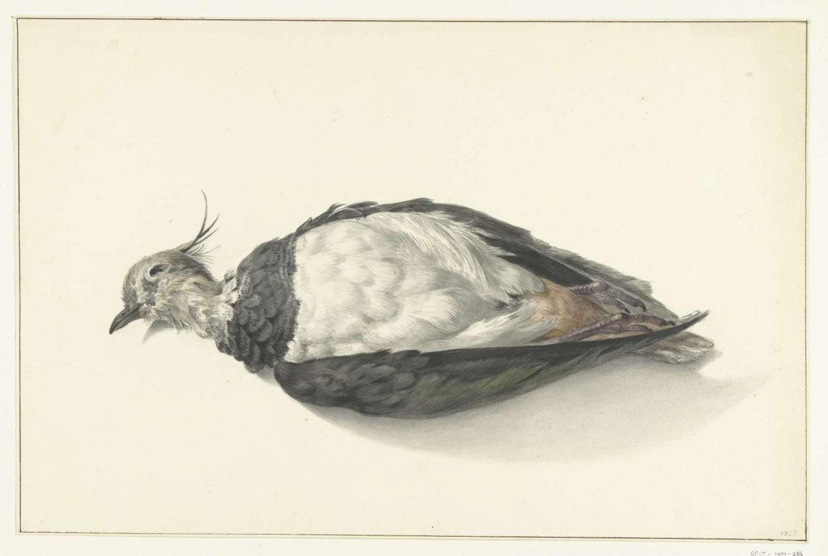 Liggende dode kievit, Jean Bernard, 1827