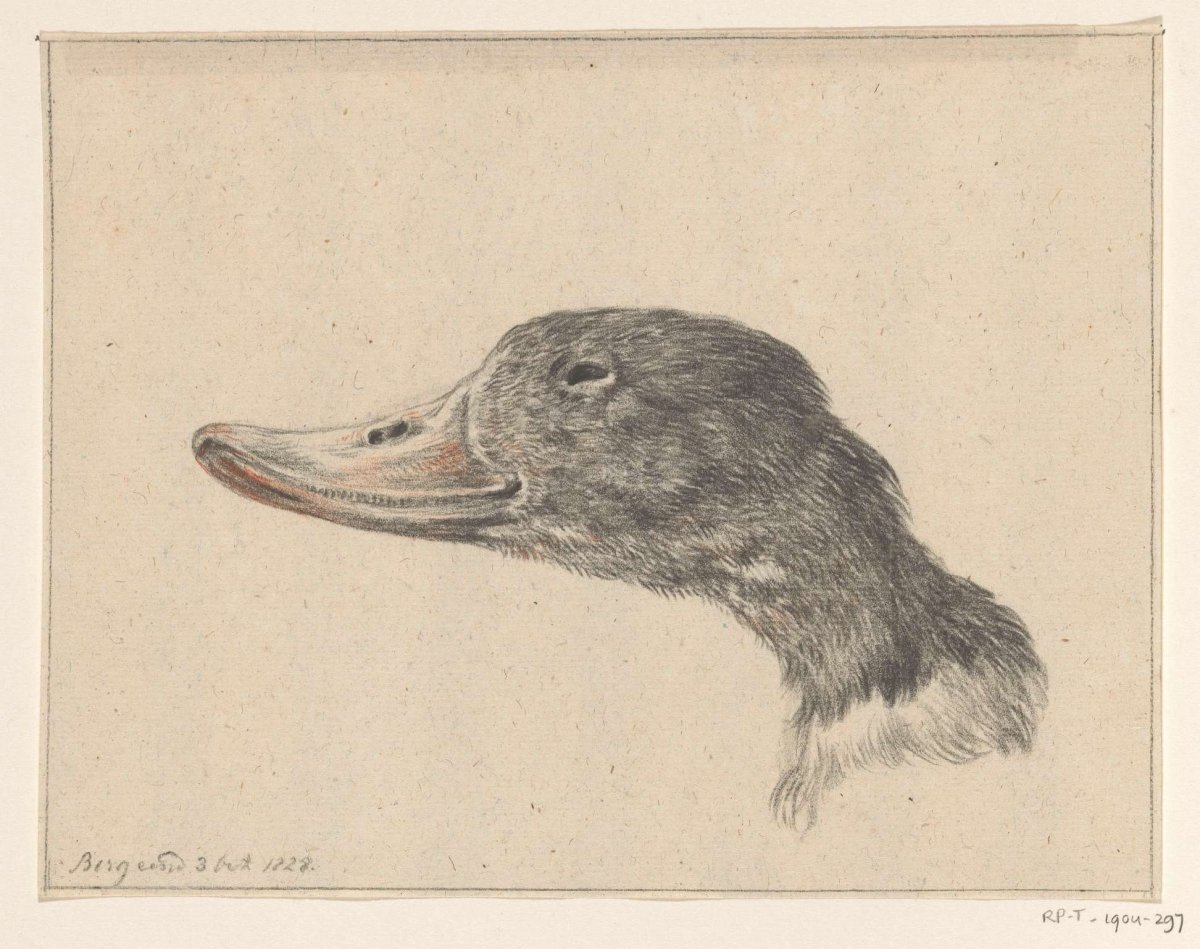 Head of a shelduck, Jean Bernard, 1828