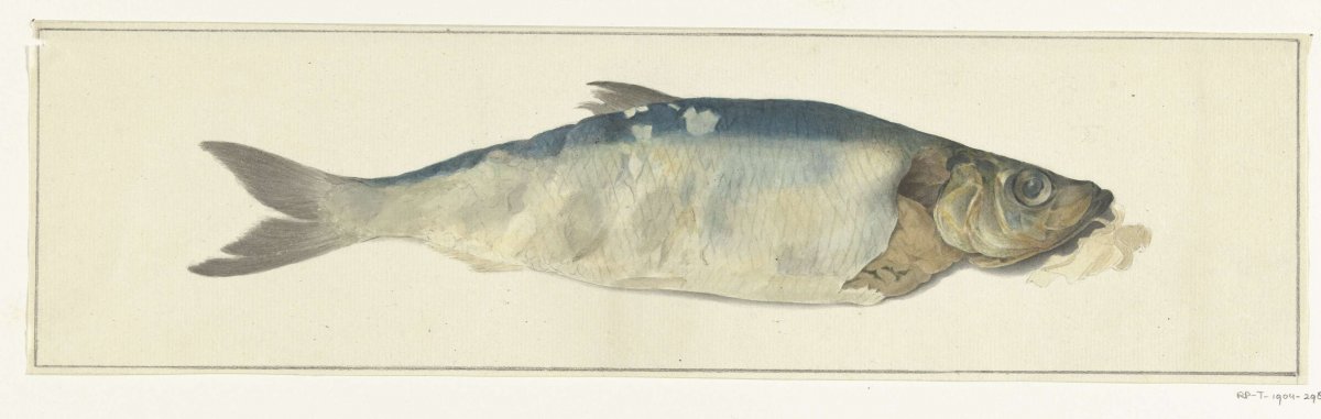 Vis, deels vergaan, Jean Bernard, 1775 - 1833