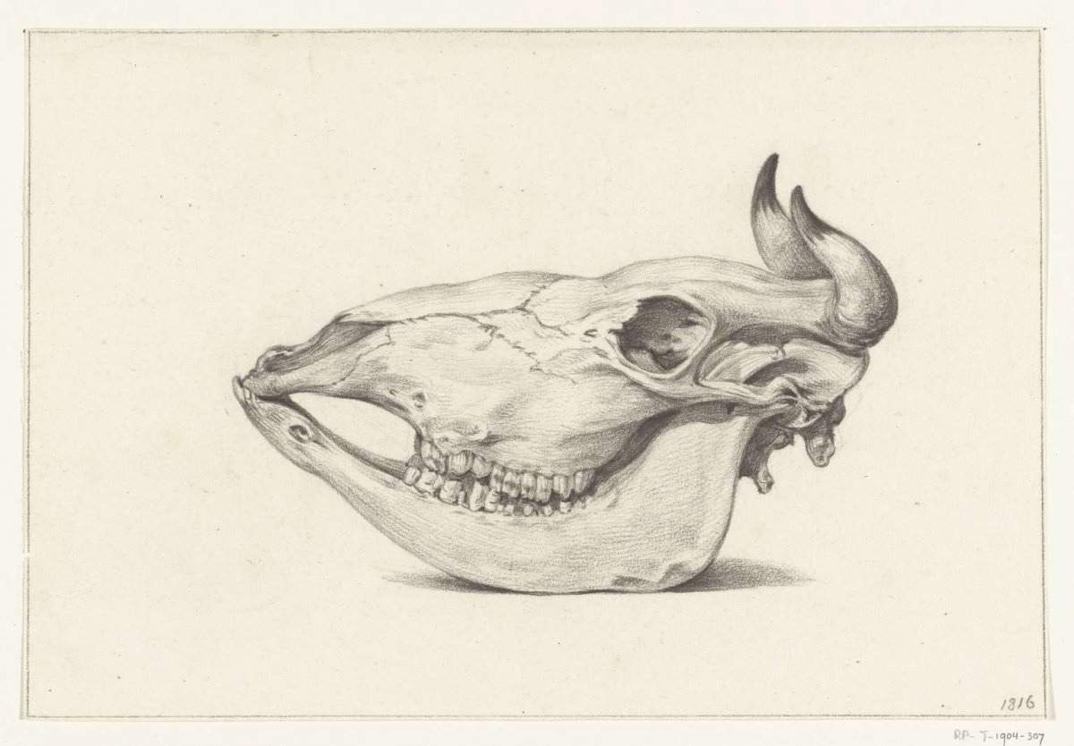 Skull of a cow, viewed from the side, Jean Bernard, 1816