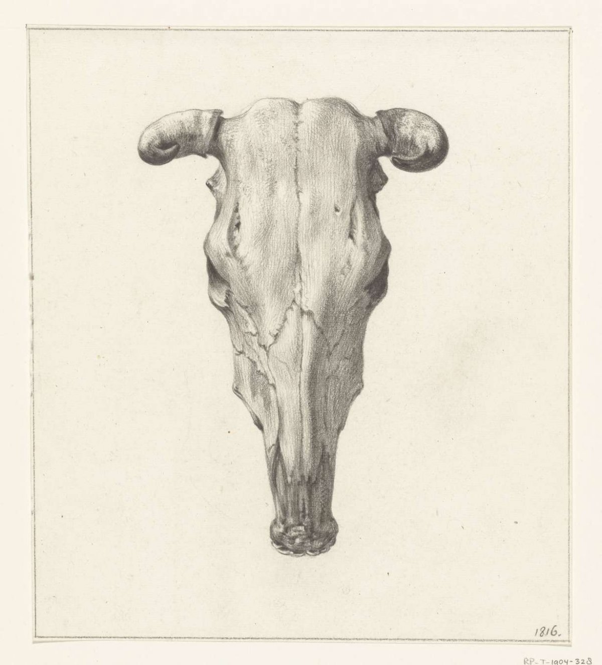 Skull of a cow, seen from above, Jean Bernard, 1816