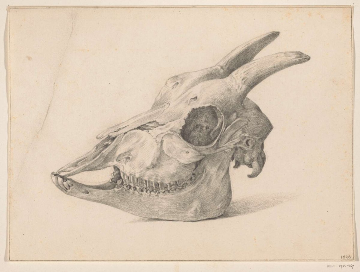Skull of a goat, Jean Bernard, 1823