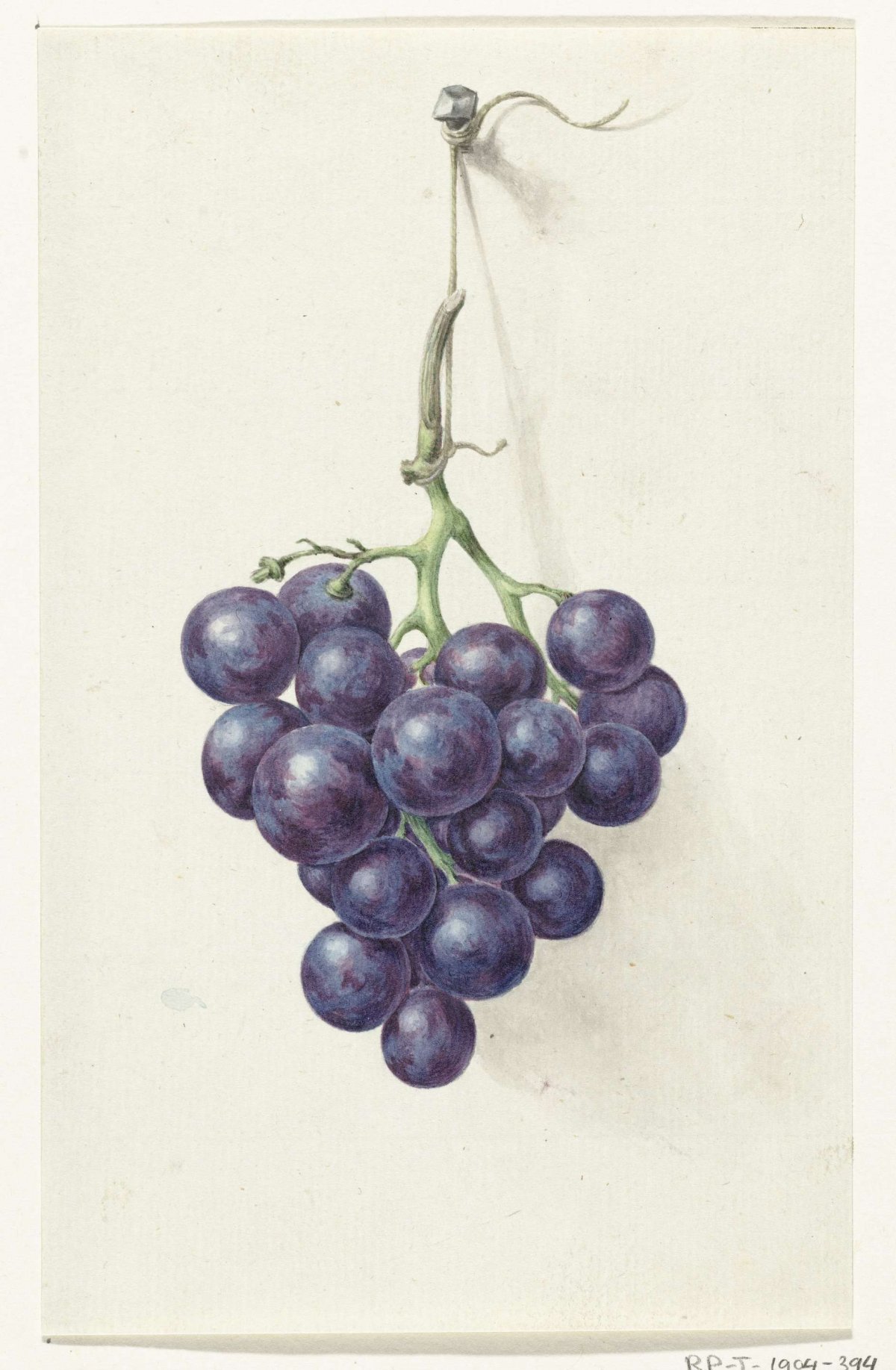 Tros blauwe druiven, Jean Bernard, 1775 - 1833