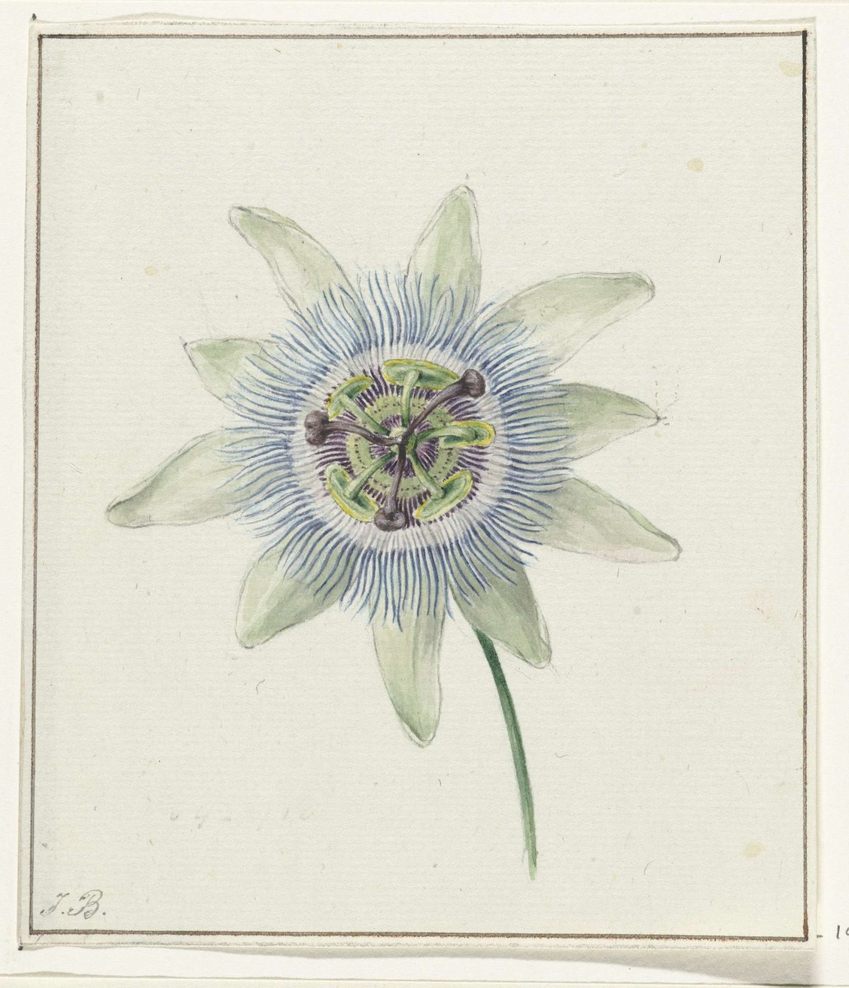 Passion Flower, Jean Bernard, c. 1825