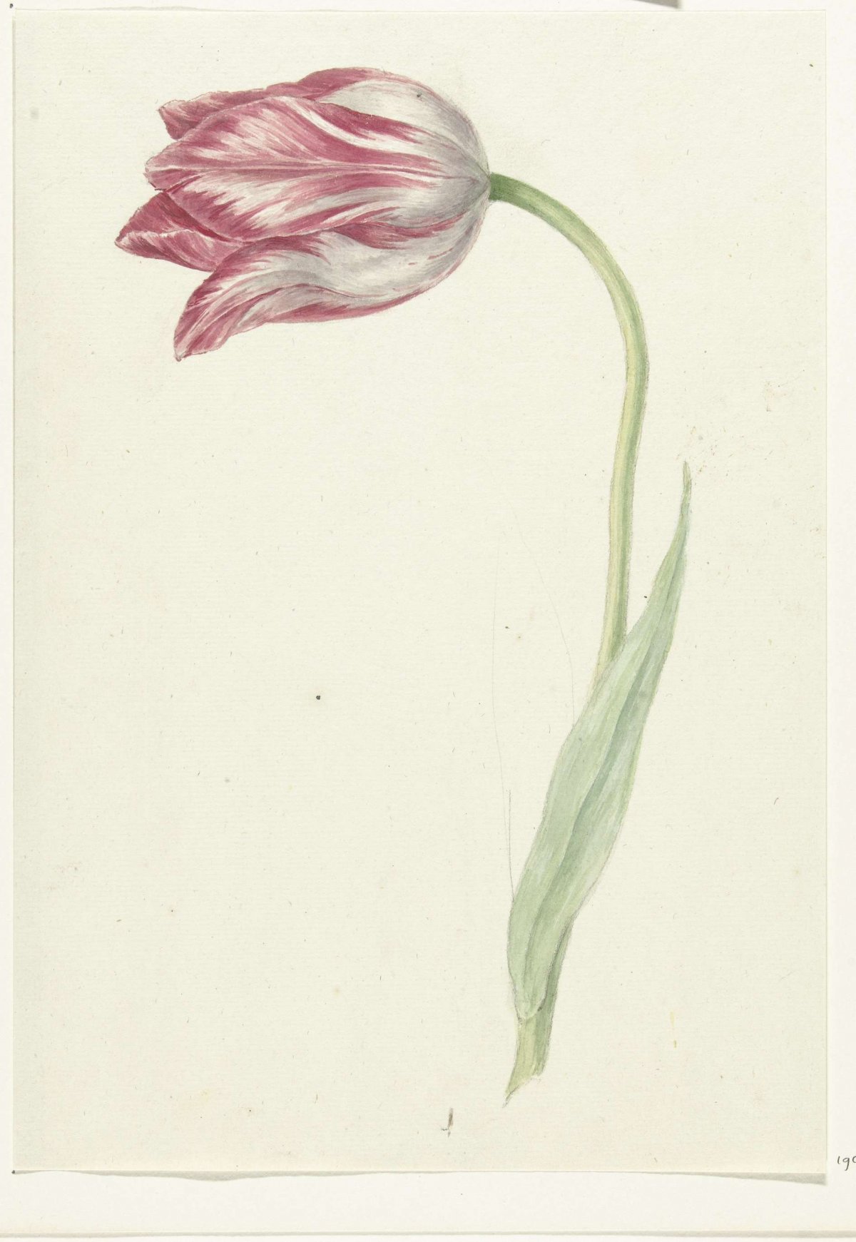 Pink Tulip, Jean Bernard, 1775 - 1833