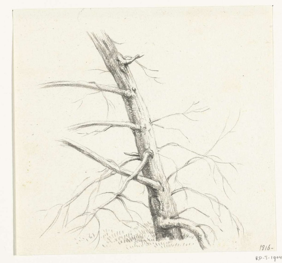 Study of a tree, Jean Bernard, 1816