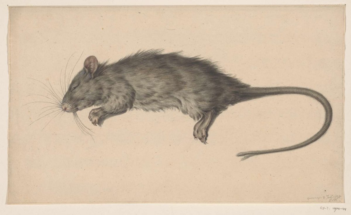 Dode rat, Jean Bernard, 1795