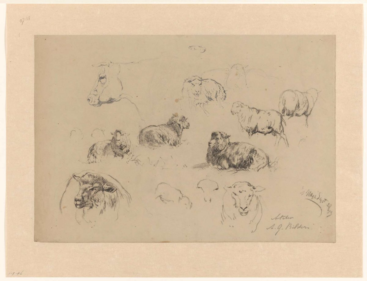 Sketch sheet with studies of sheep and a cow's head, Gerard Bilders, 1857