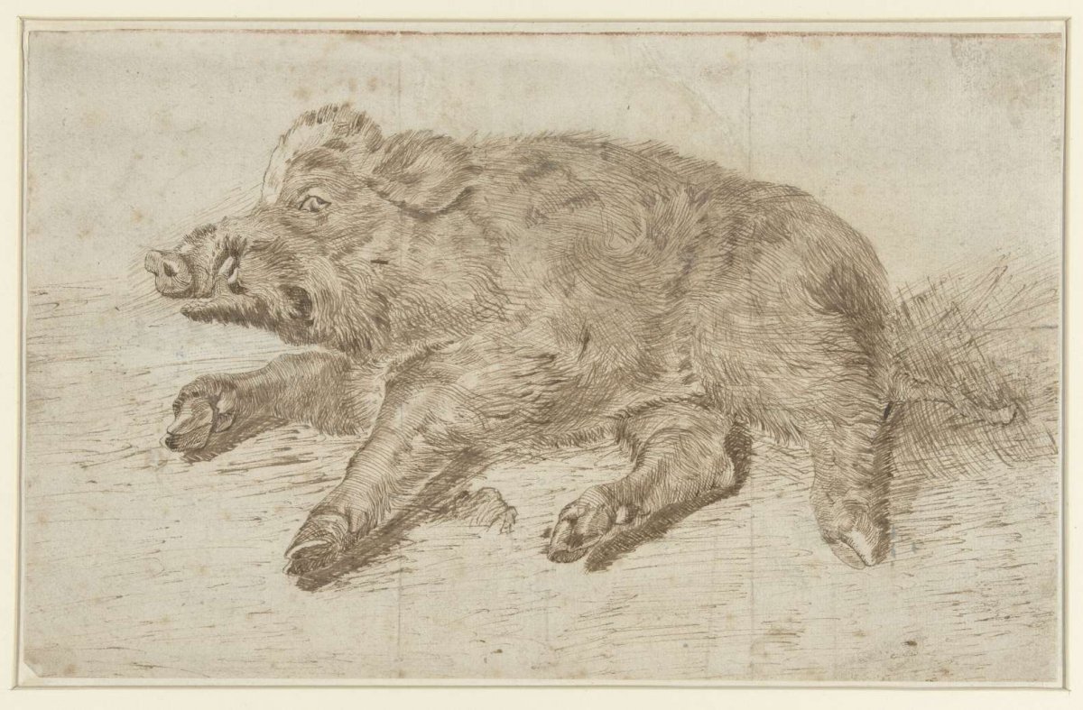 Liggend wild zwijn, anonymous, c. 1700 - c. 1800