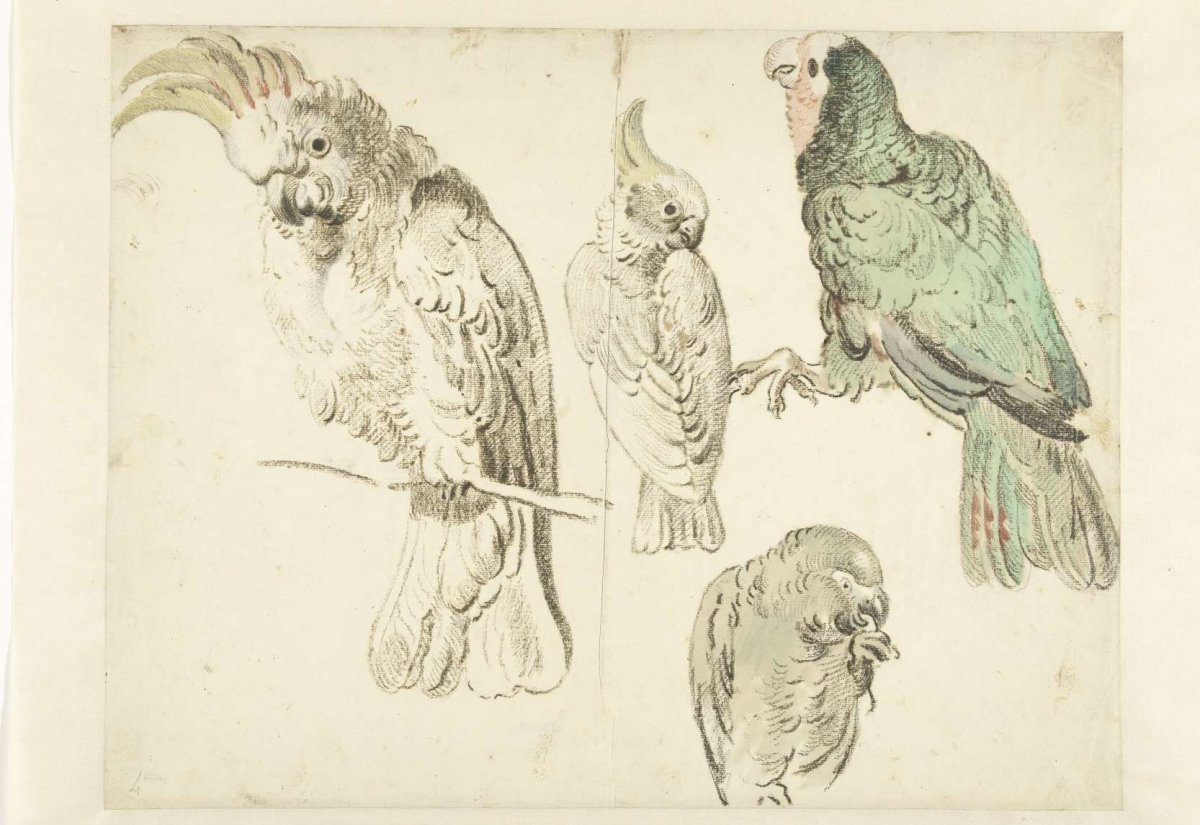 Four Studies of Cockatoos, Jan Weenix, c. 1650 - c. 1719