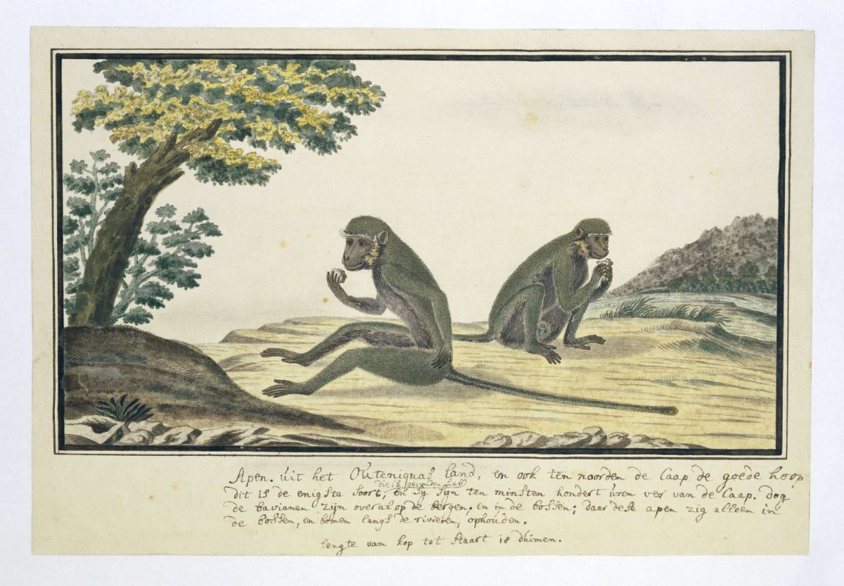 Chlorocebus pygerythrus (Vervet monkey), Robert Jacob Gordon, 1777 - 1786