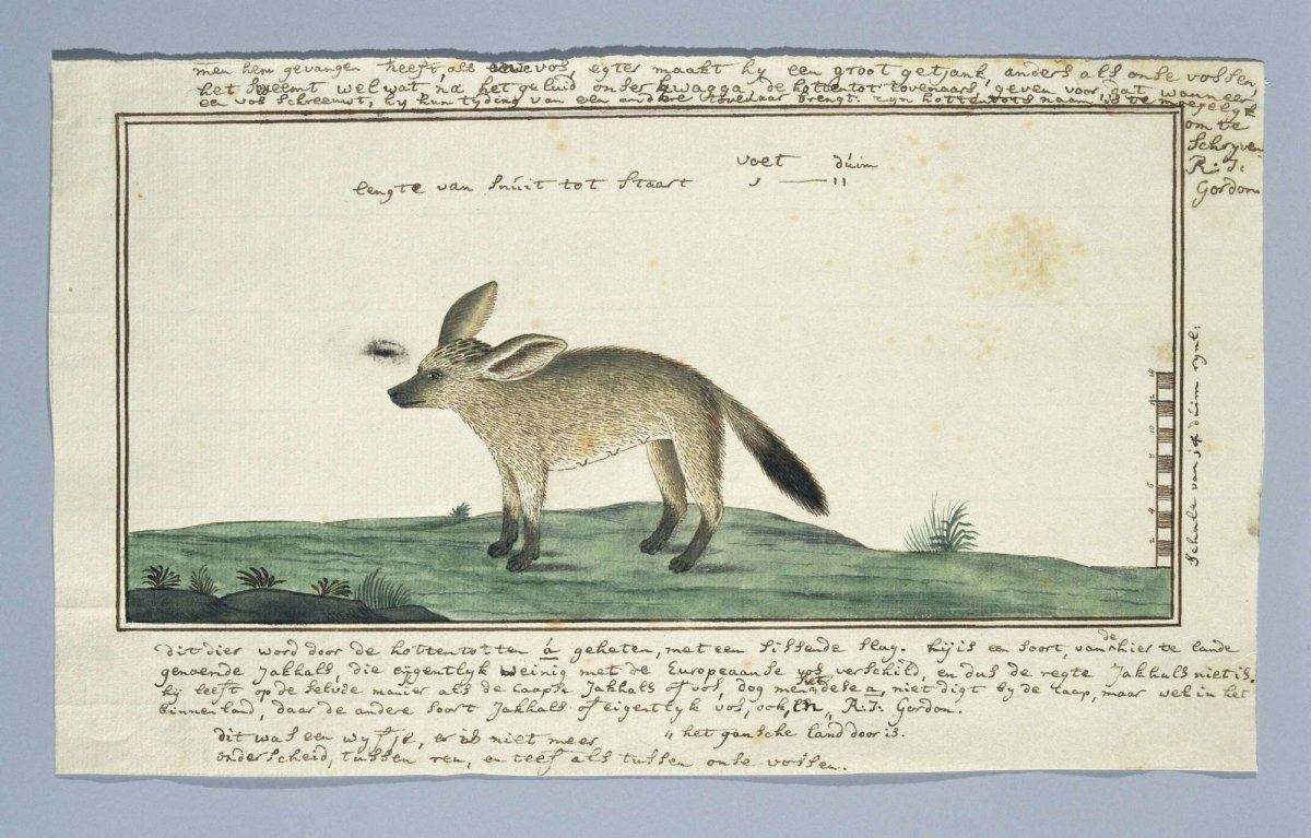 Otocyon megalotis (Bat-eared fox; female), Robert Jacob Gordon, 1777 - 1786