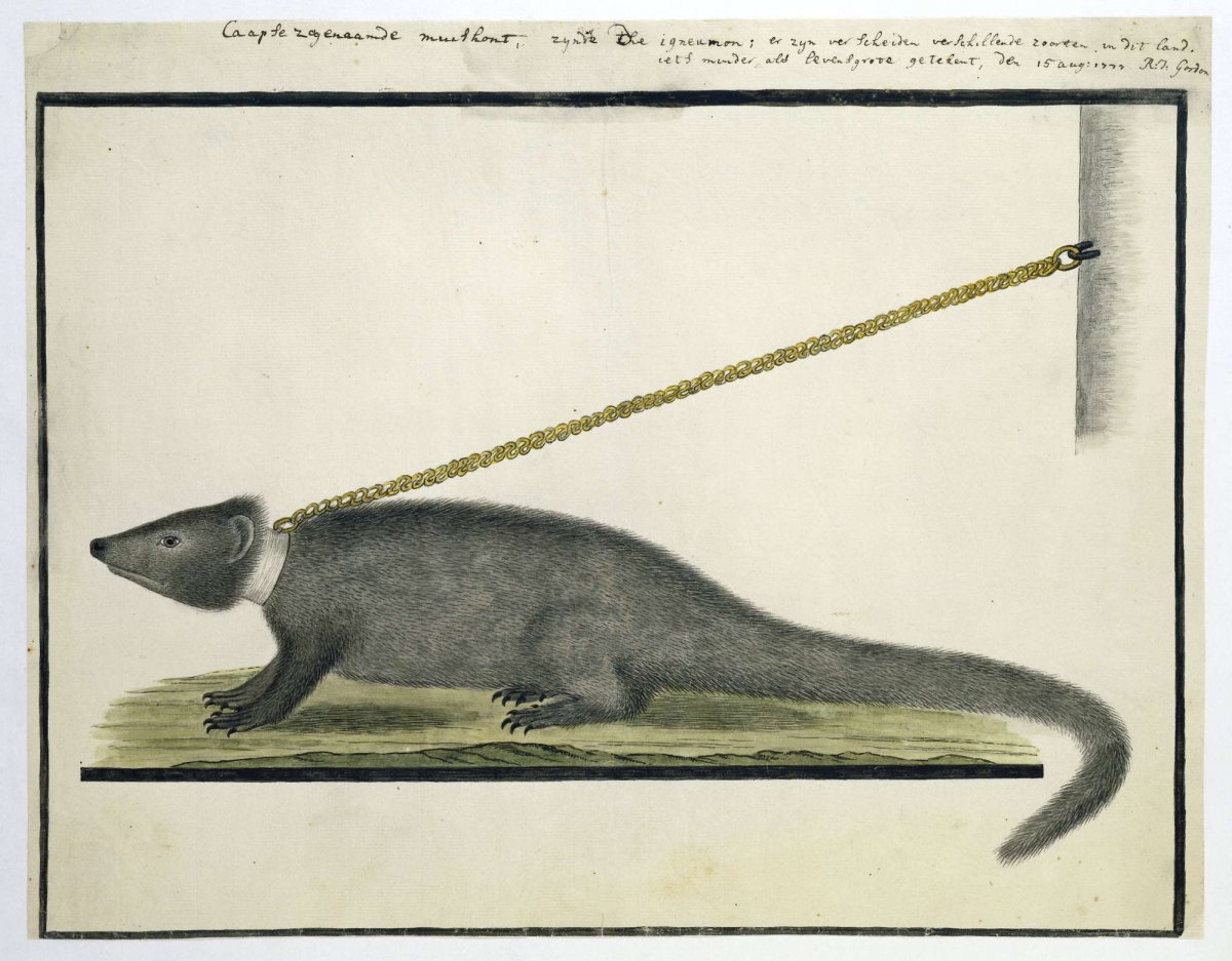 Galerella pulverulenta or Herpestes pulverulentus (Cape gray mongoose), Robert Jacob Gordon, 1777