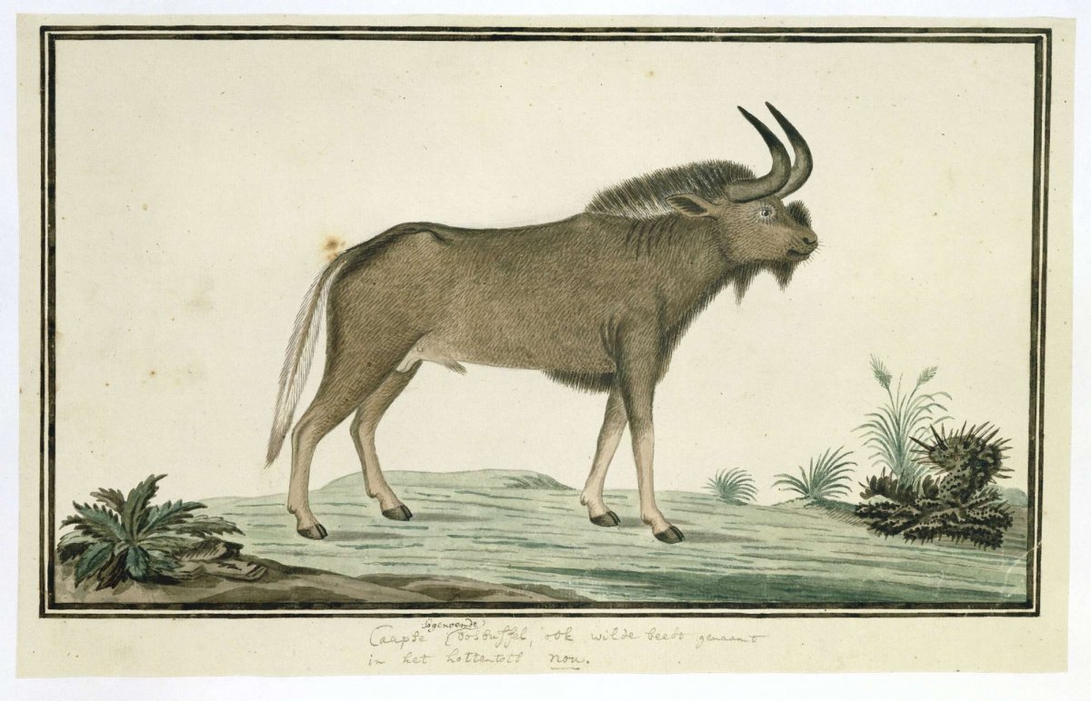 Connochaetes gnou (Black wildebeest), Robert Jacob Gordon, 1777 - 1786