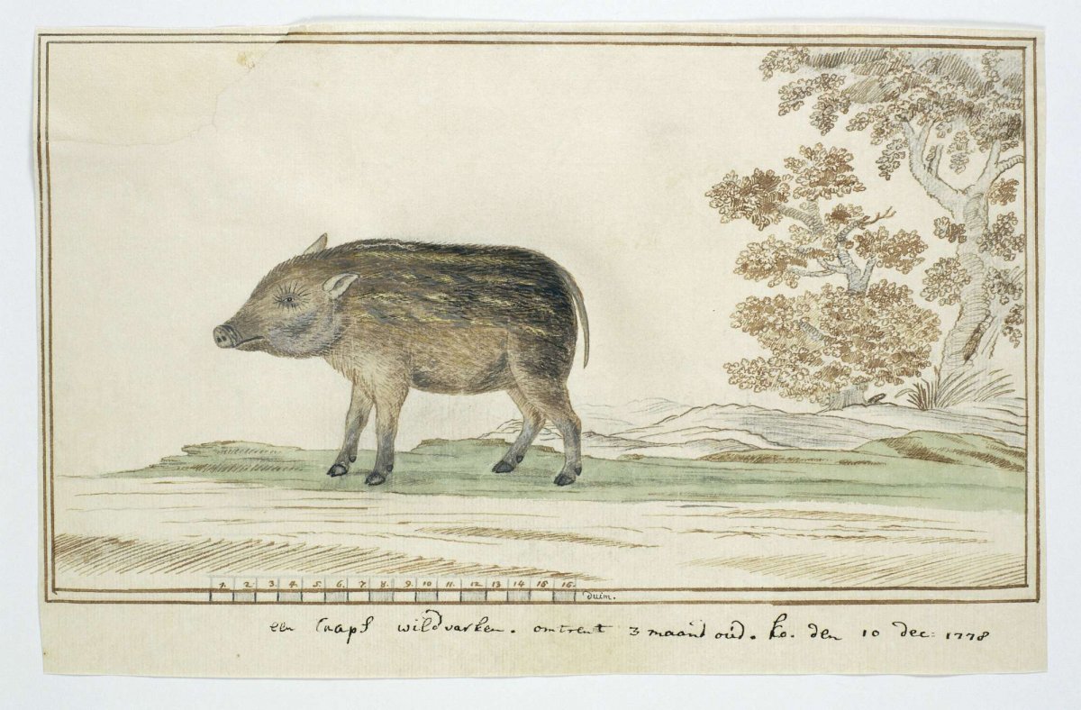 Phacochoerus aethiopicus aethiopicus (Cape warthog), Robert Jacob Gordon, 1778