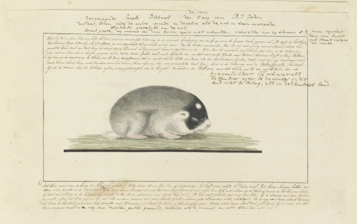 Georychus capensis (Cape mole-rat), Robert Jacob Gordon, 1777