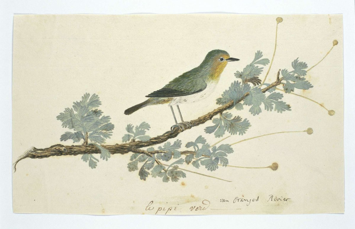 Zosterops pallidus (Orange River white-eye), Robert Jacob Gordon, 1777 - 1786