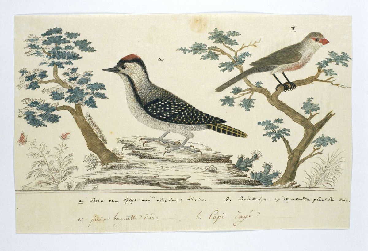 Dendropicos fuscescens (Cardinal woodpecker)and Estrilda astrild (Common waxbill), Robert Jacob Gordon, 1777 - 1786