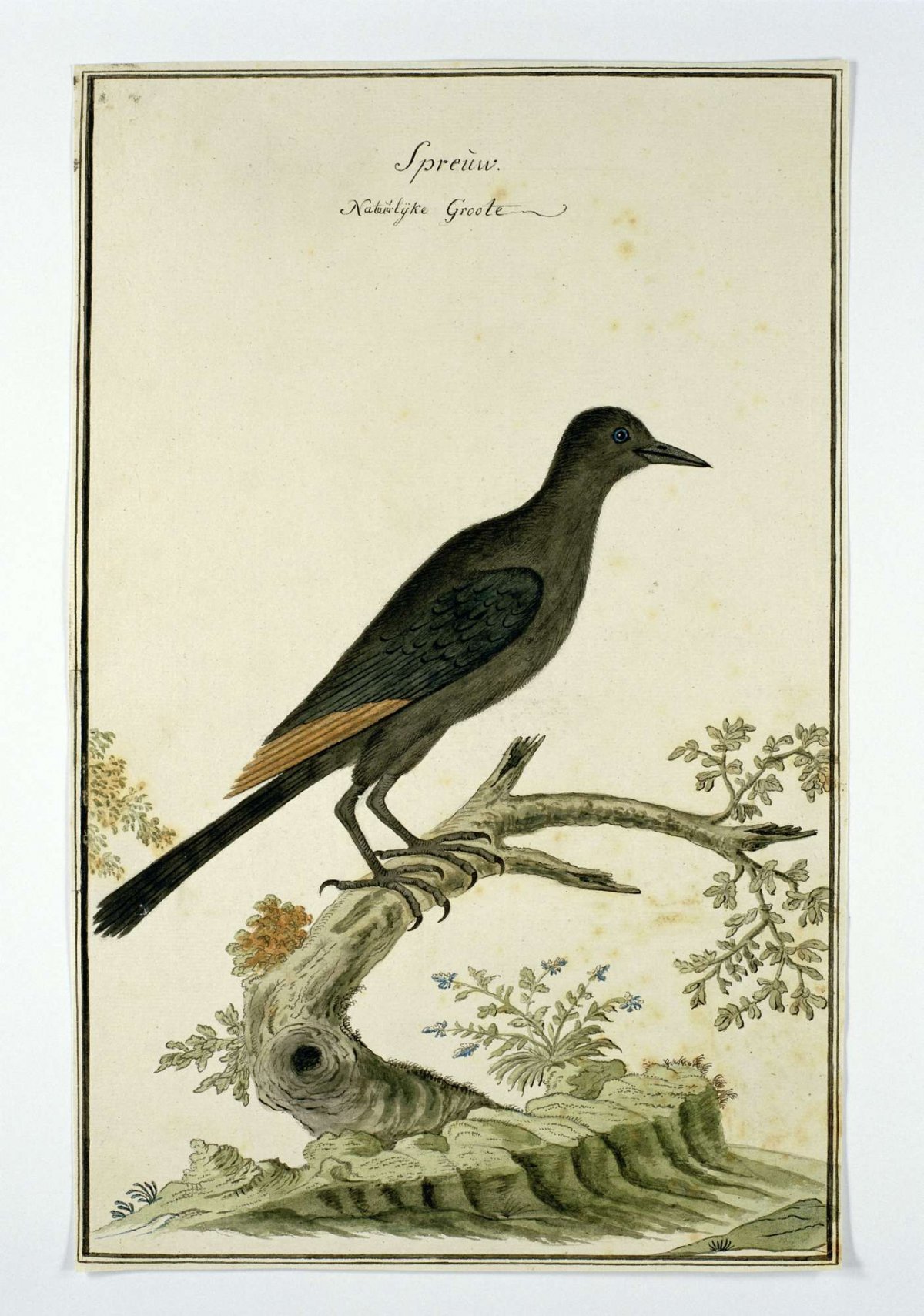 Onychognathus morio (Red-winged starling), Robert Jacob Gordon, 1777 - 1786