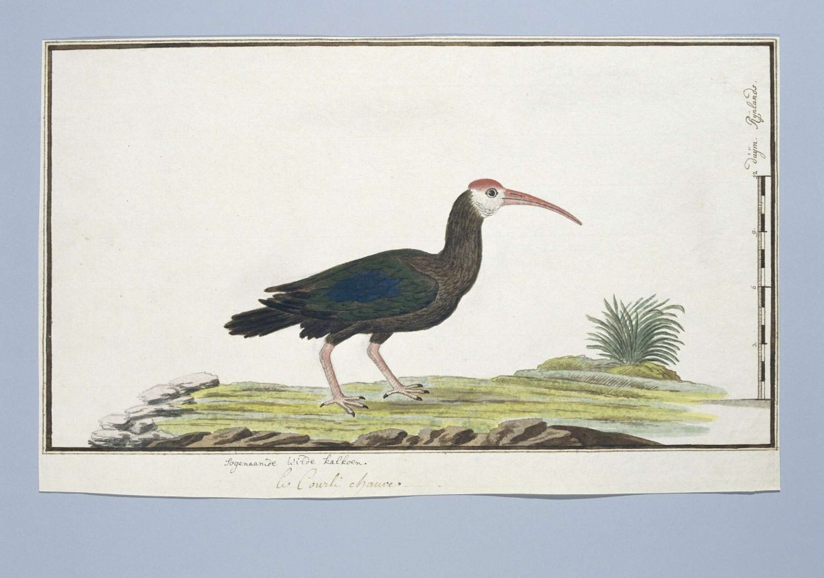 Geronticus calvus (Southern bald ibis), Robert Jacob Gordon, c. 1778
