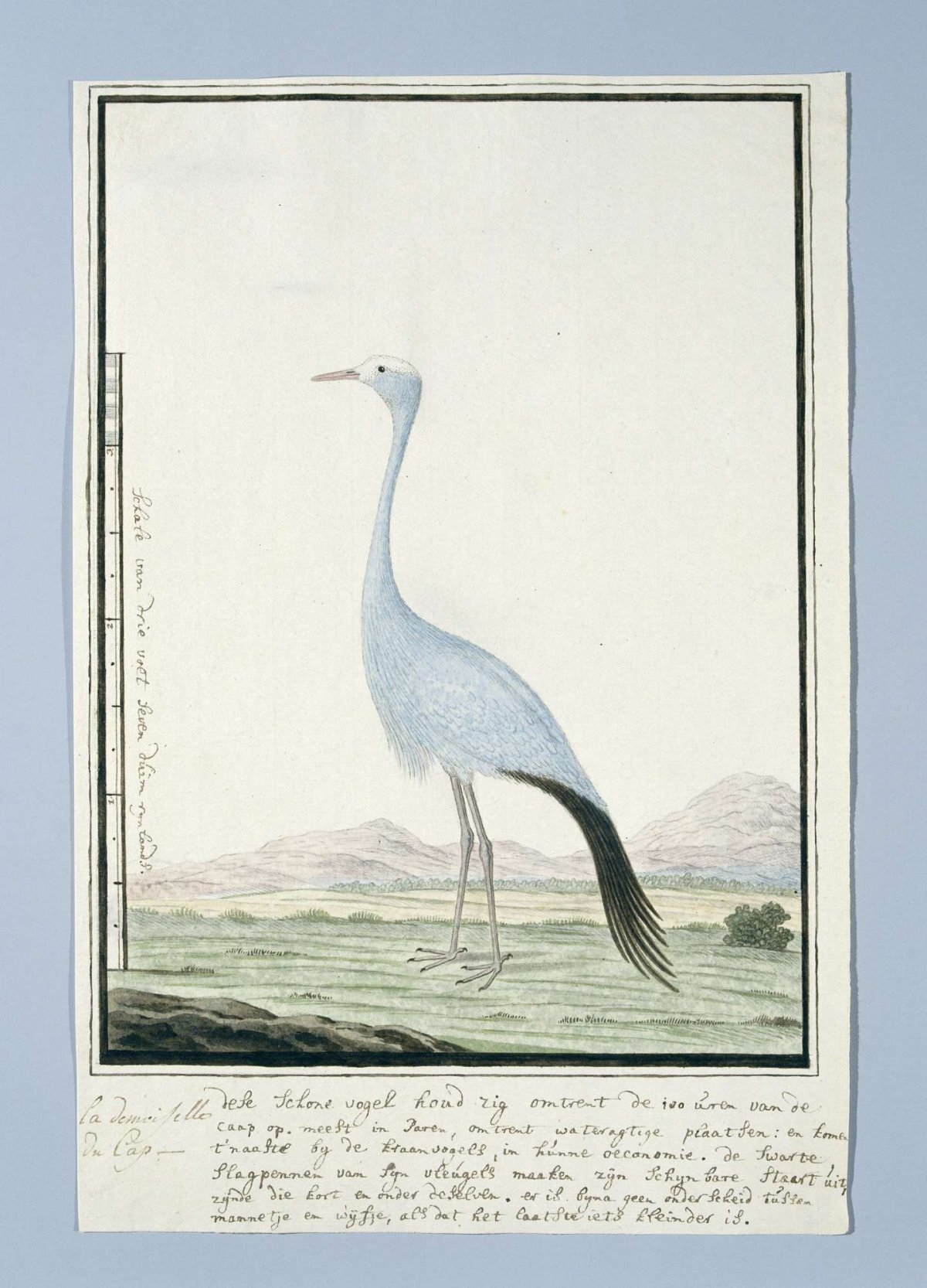 Anthropoides paradisea (Blue crane or Stanley crane), Robert Jacob Gordon, 1777 - 1786