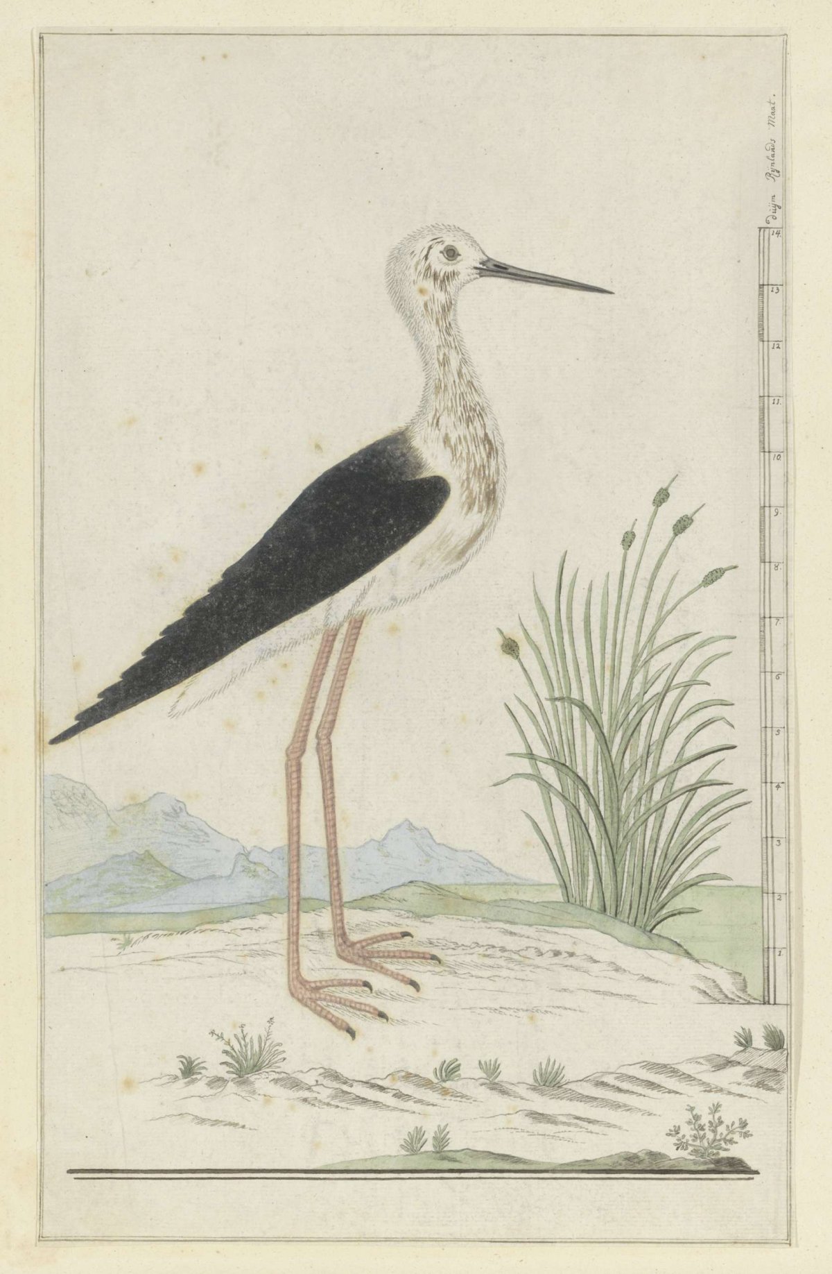 Himantopus himantopus (Black-winged stilt), Robert Jacob Gordon, 1777 - 1786