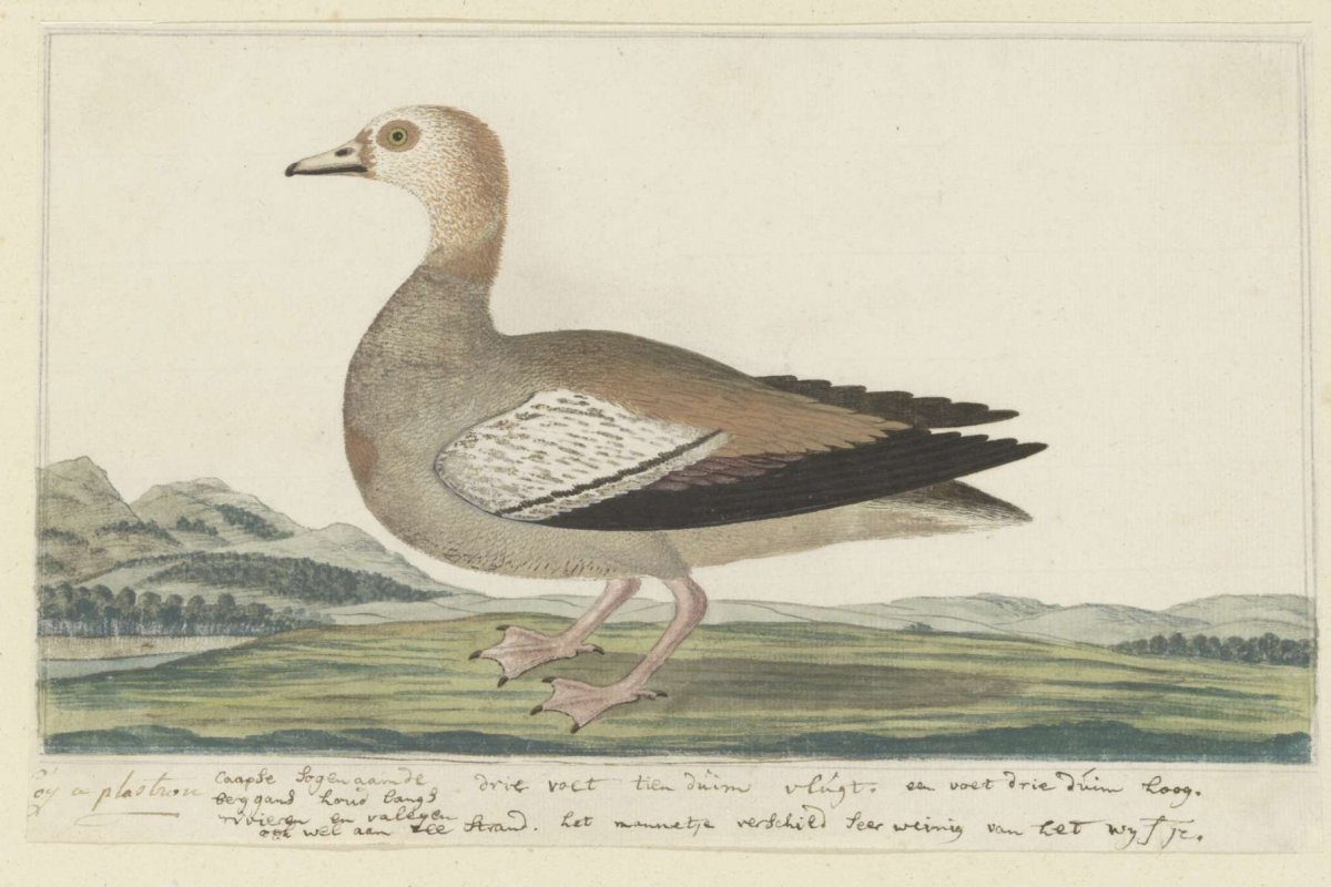 Alopochen aegyptiacus (Egyptian goose), Robert Jacob Gordon, 1777 - 1786