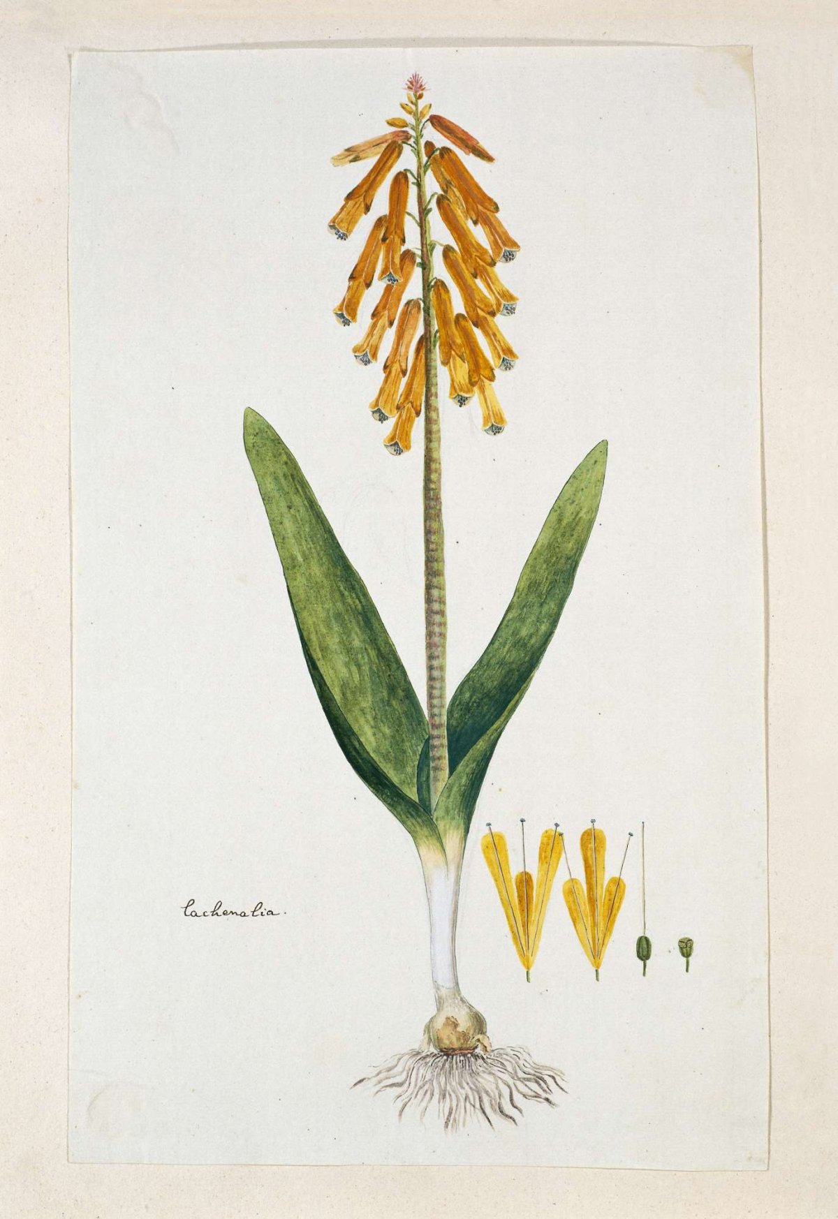 Lachenalia aloides (L.f.) Engl. var. aurea (Opal flower), Robert Jacob Gordon, 1777 - 1786