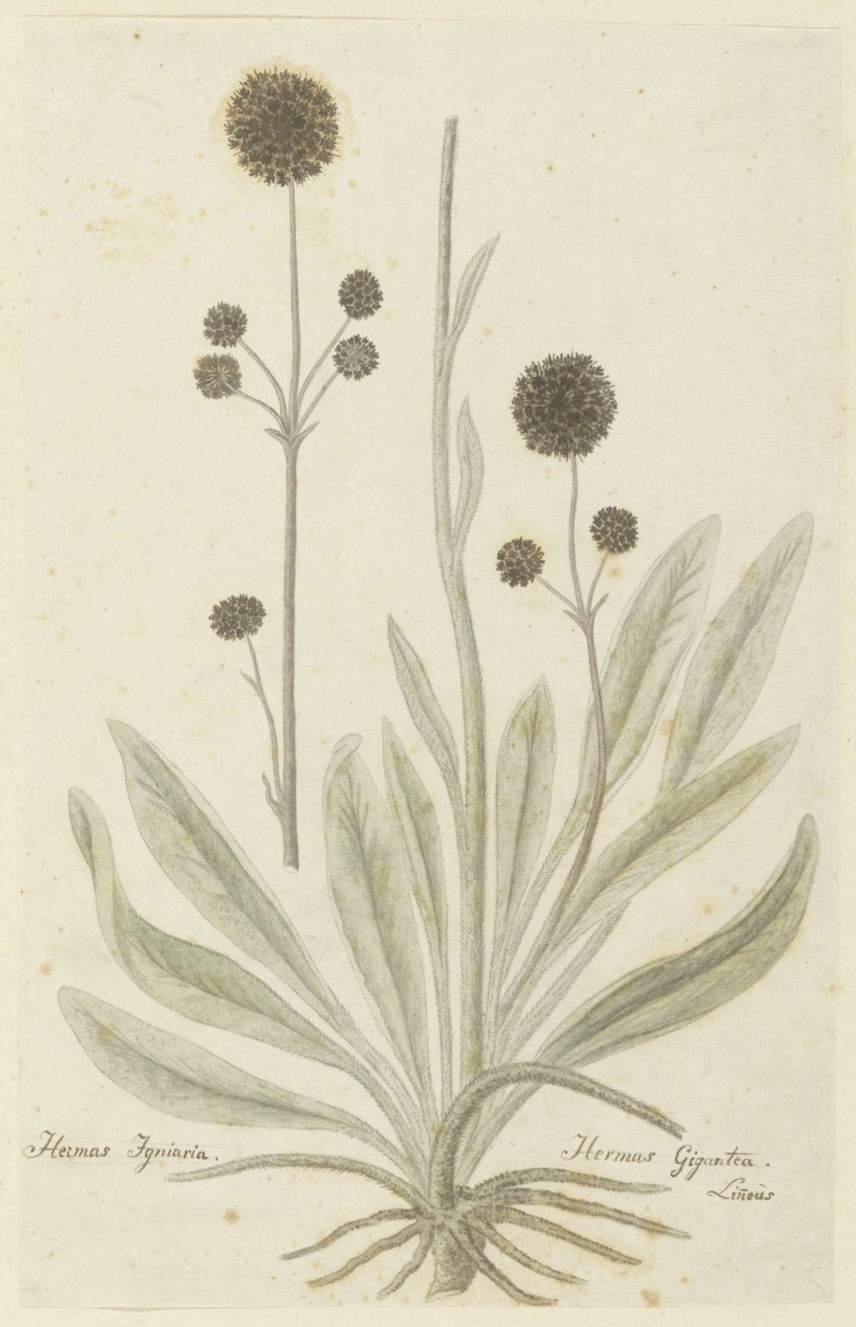 Hermas igniaria of Hermas gigantea (Tontelblaar), Robert Jacob Gordon, 1777 - 1786