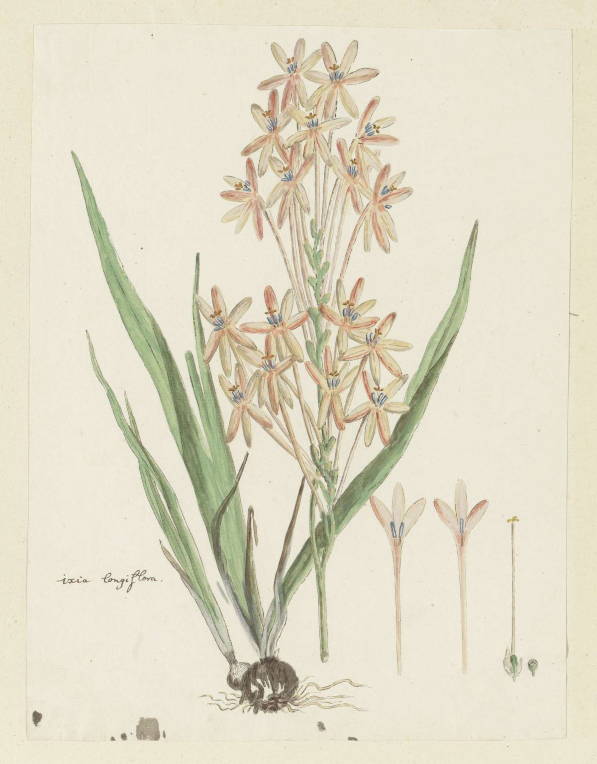 Ixia paniculata D. Delaroche, Robert Jacob Gordon, 1777 - 1786