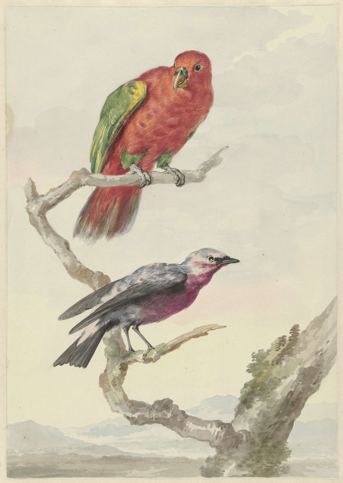 Two birds, including a red-green parrot, Aert Schouman, 1720 - 1792