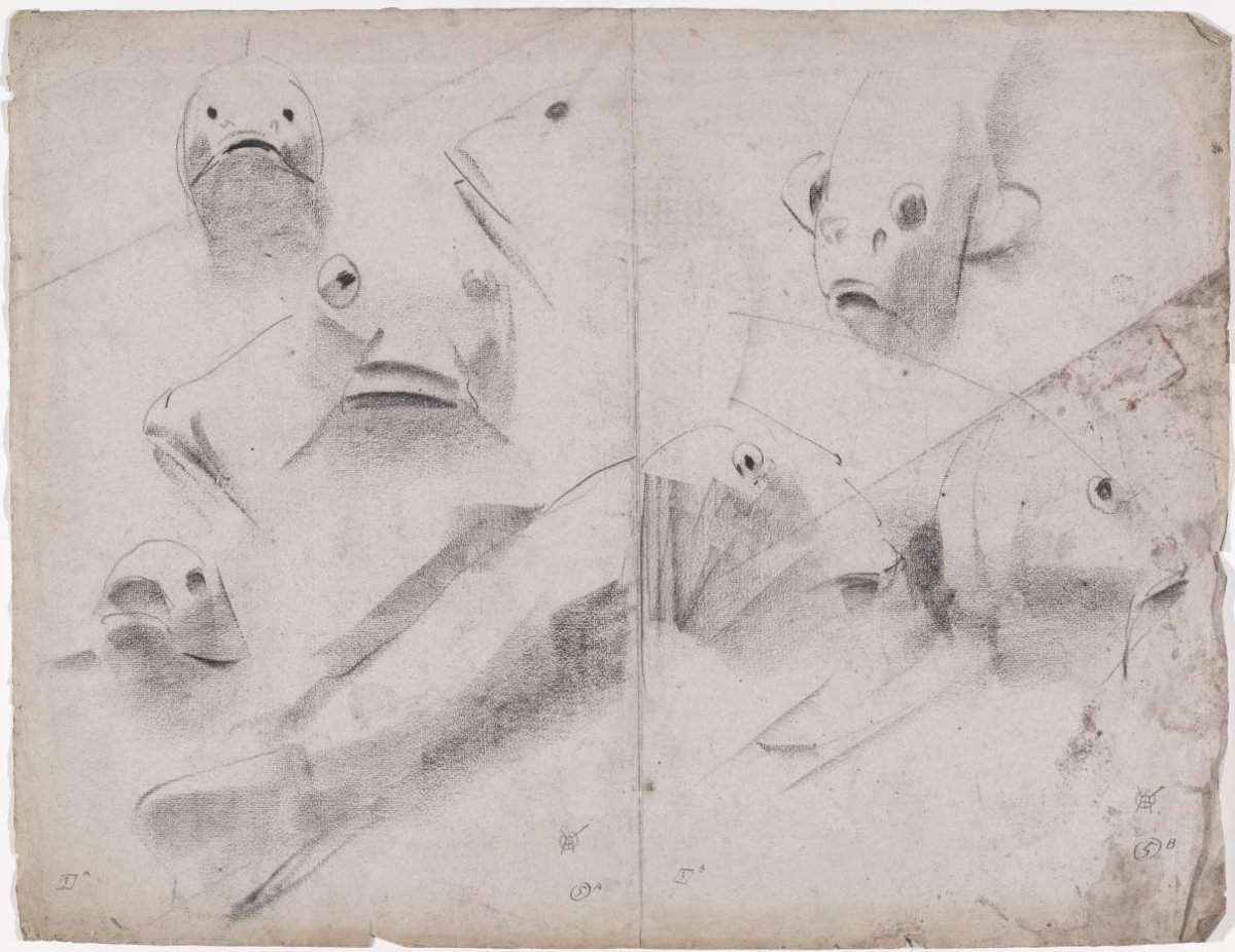 Sketch sheet with studies of Carp, Gerrit Willem Dijsselhof, 1876 - 1924