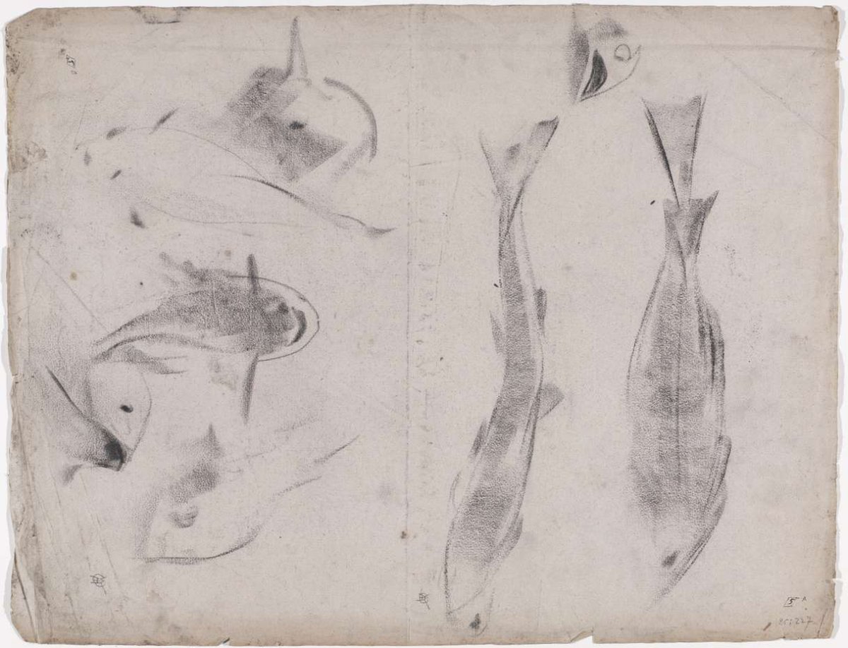 Sketch sheet with studies of carp, from the front, Gerrit Willem Dijsselhof, c. 1876 - c. 1924