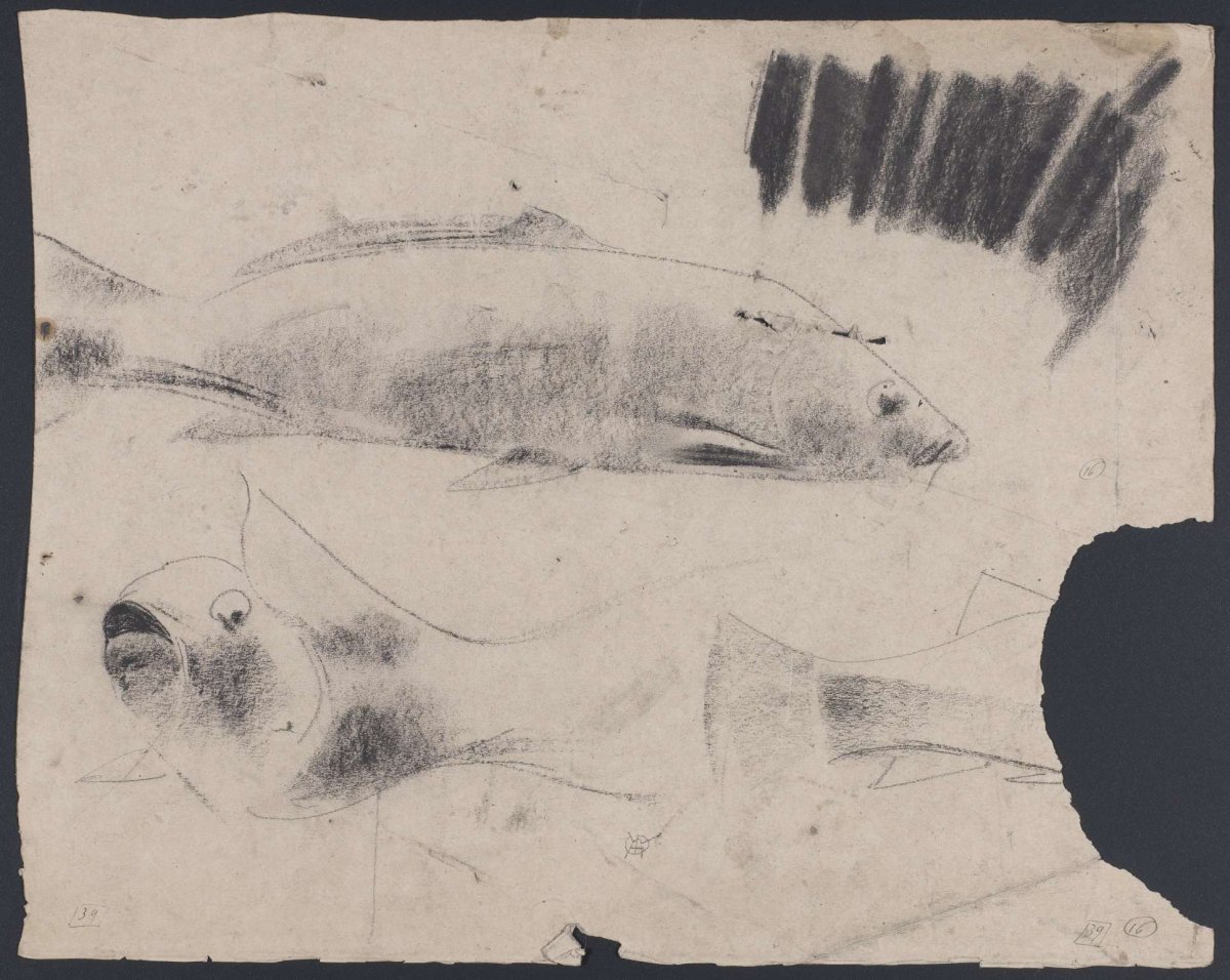 Sketch of fish, Gerrit Willem Dijsselhof, 1876 - 1924