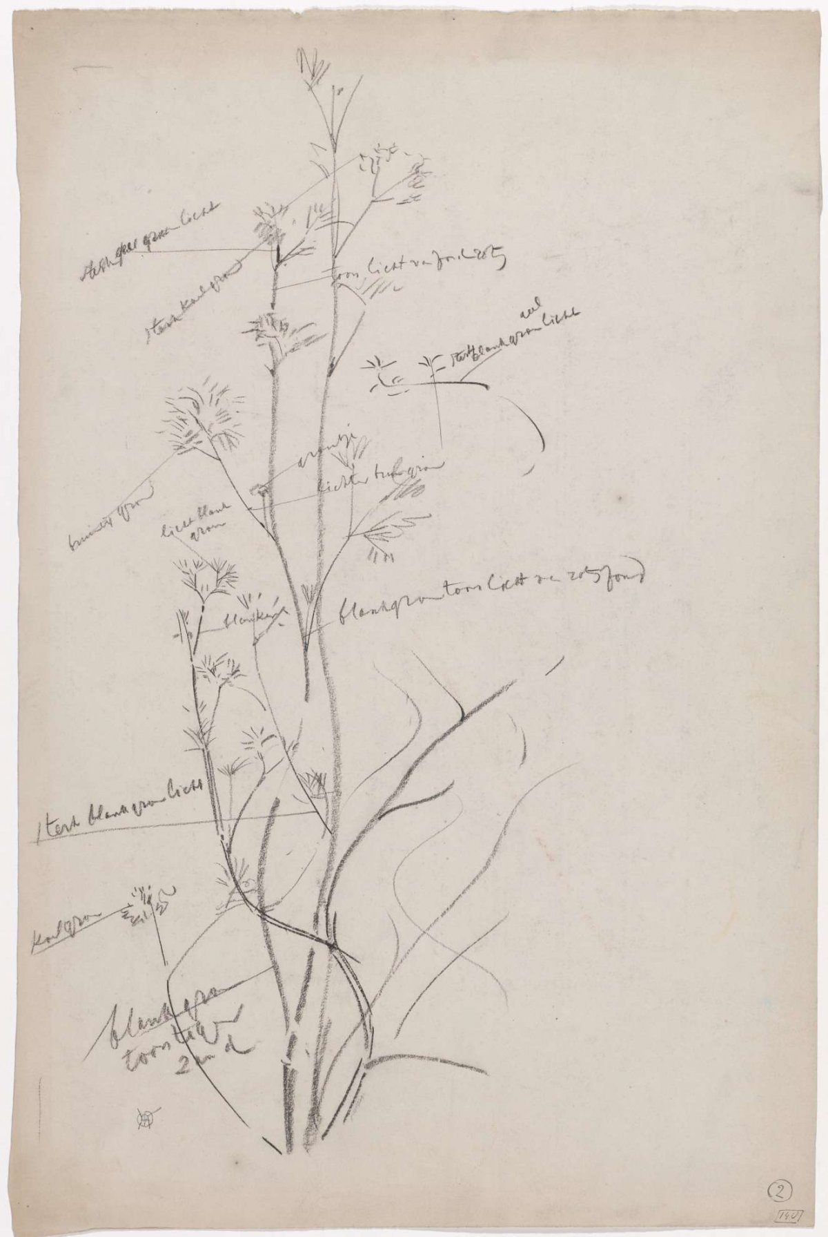 Sketch of an aquatic plant, Gerrit Willem Dijsselhof, 1876 - 1924