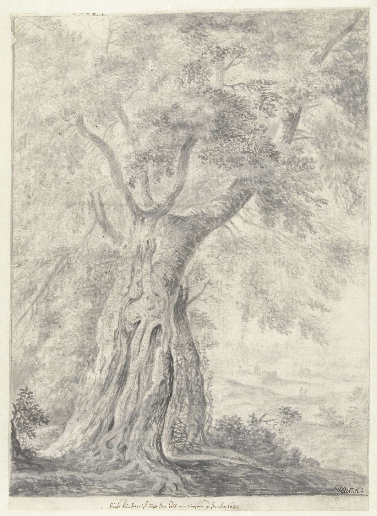 Study of a tree, Willem von Bemmel, 1640 - 1708