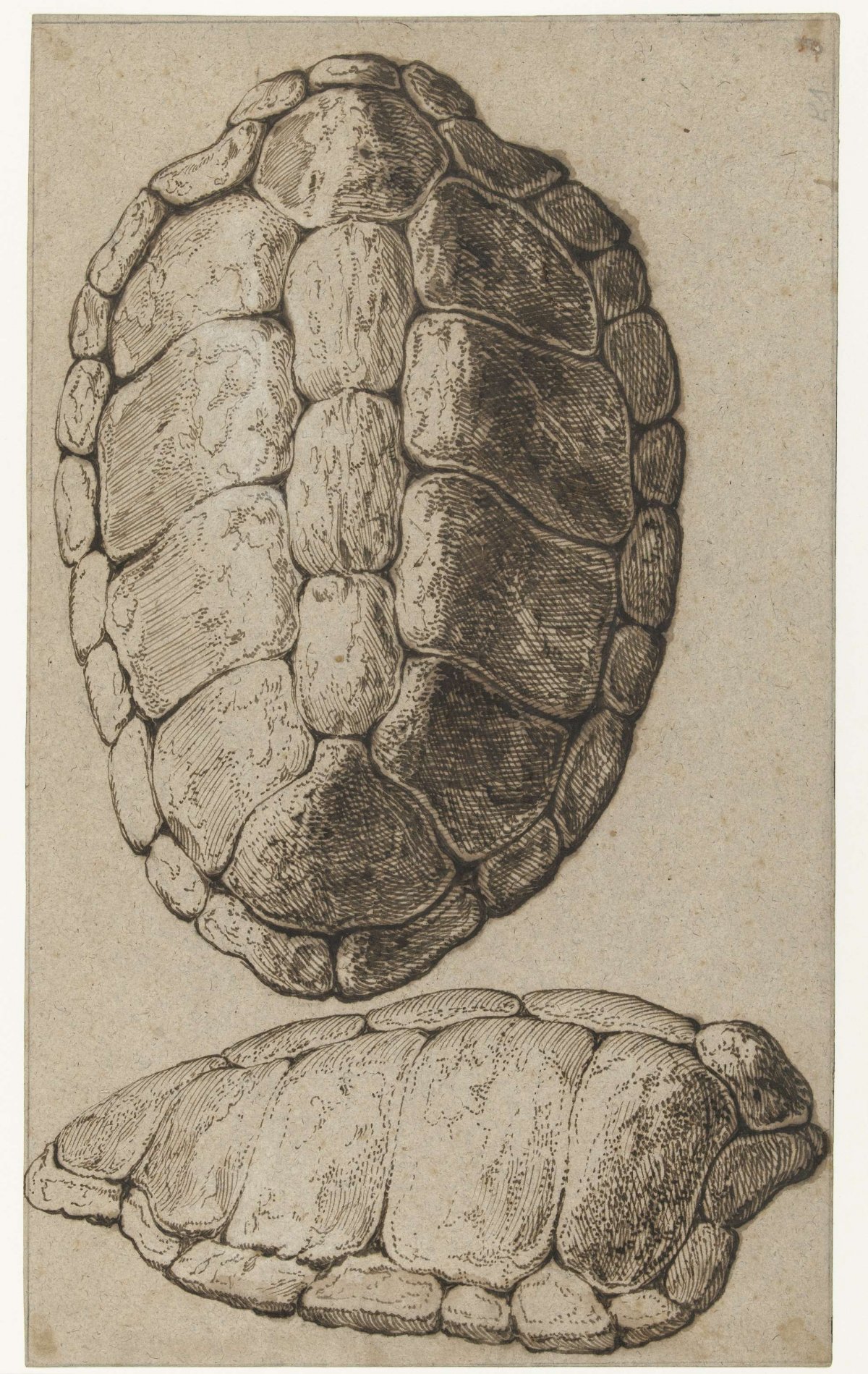 Study of a shell of a tortoise, Jacques de Gheyn (III), c. 1616