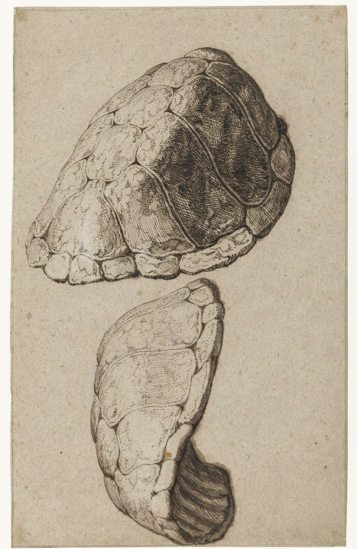 Study of a shell of a tortoise, Jacques de Gheyn (III), c. 1615