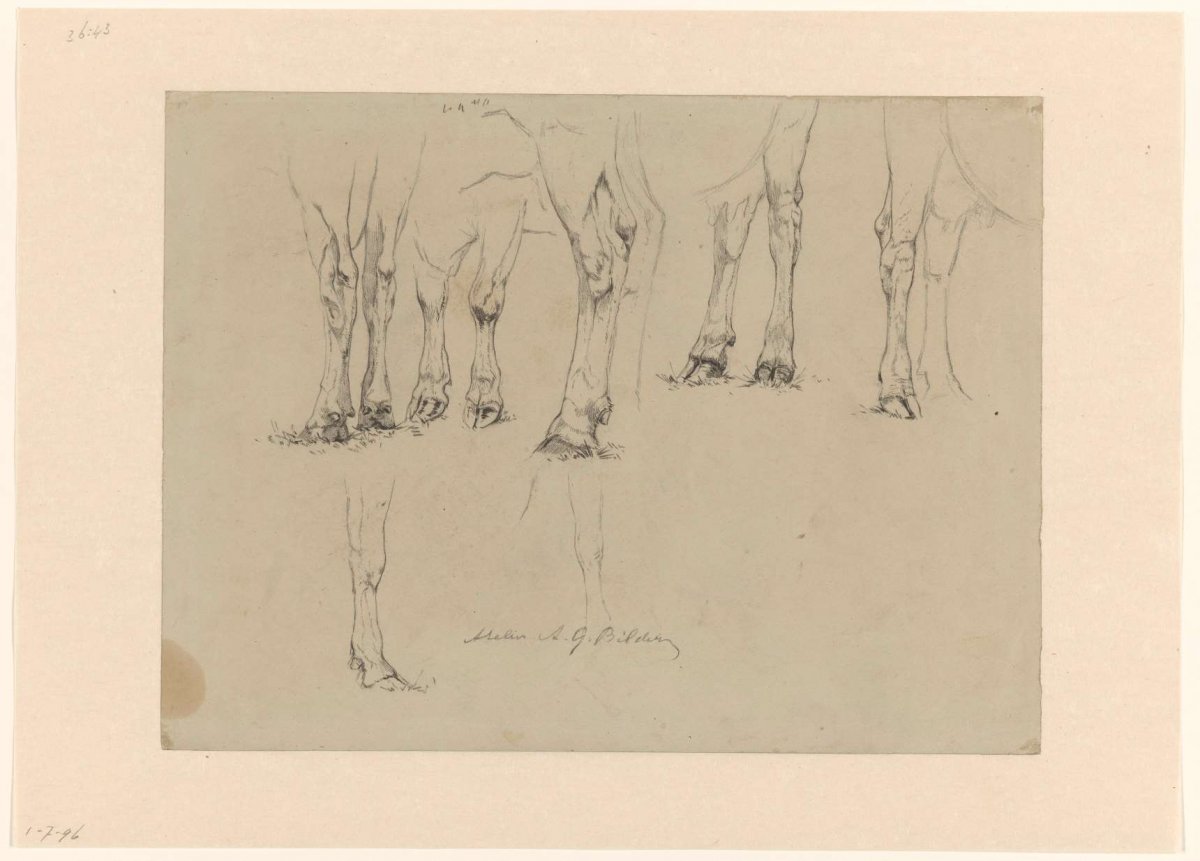 Sketch sheet with studies of cow legs, Gerard Bilders, 1848 - 1865